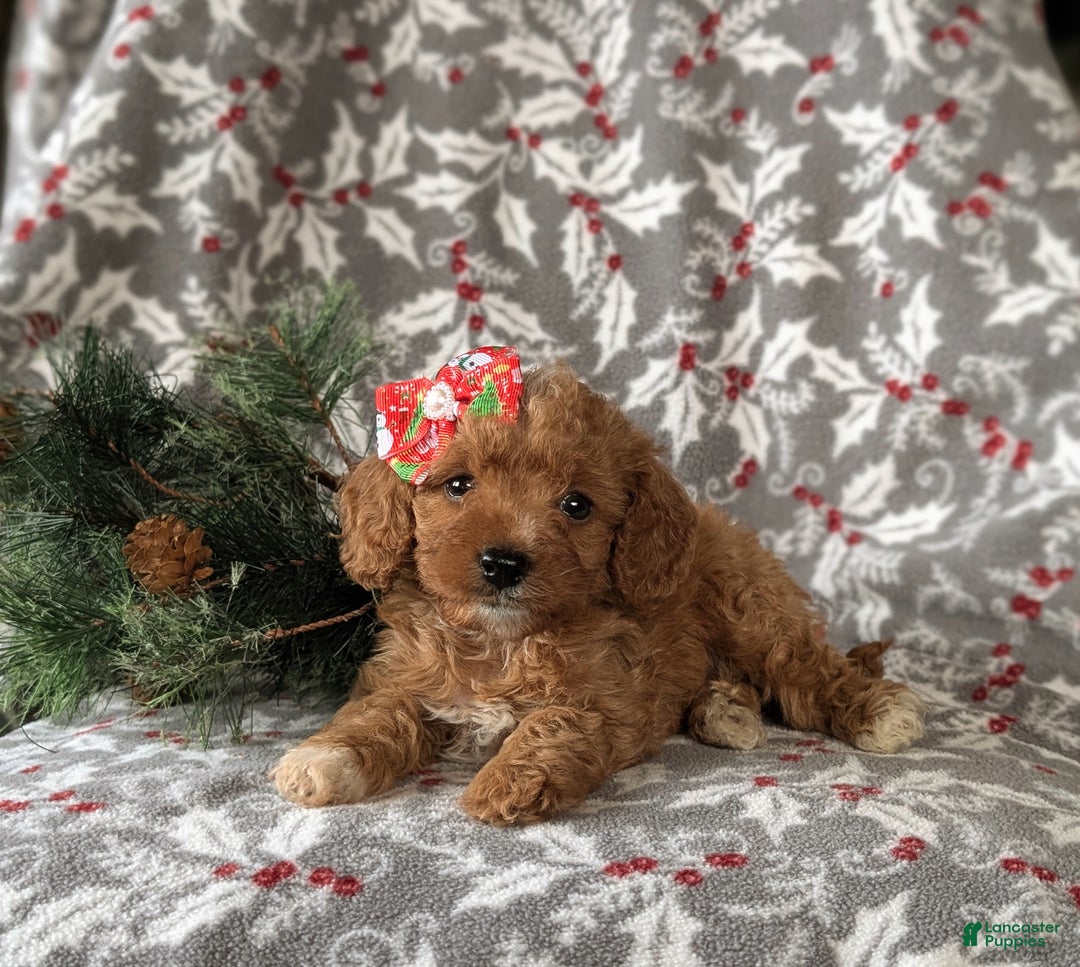 Cavapoo dogs for sale: Candace Hypoallergenic - Ad 5