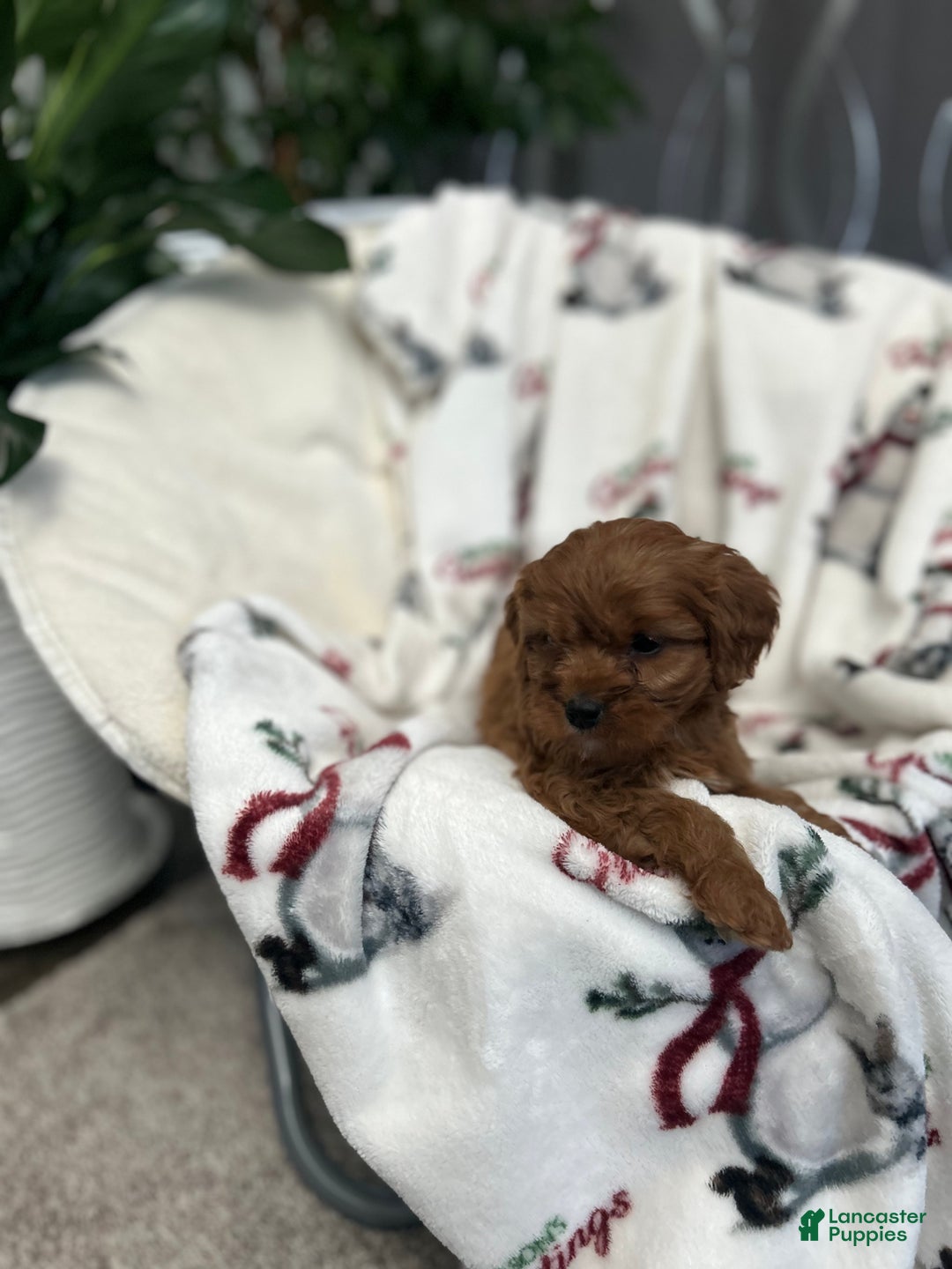 Cavapoo dogs for sale: Cavapoo Puppy 4 - Ad 5