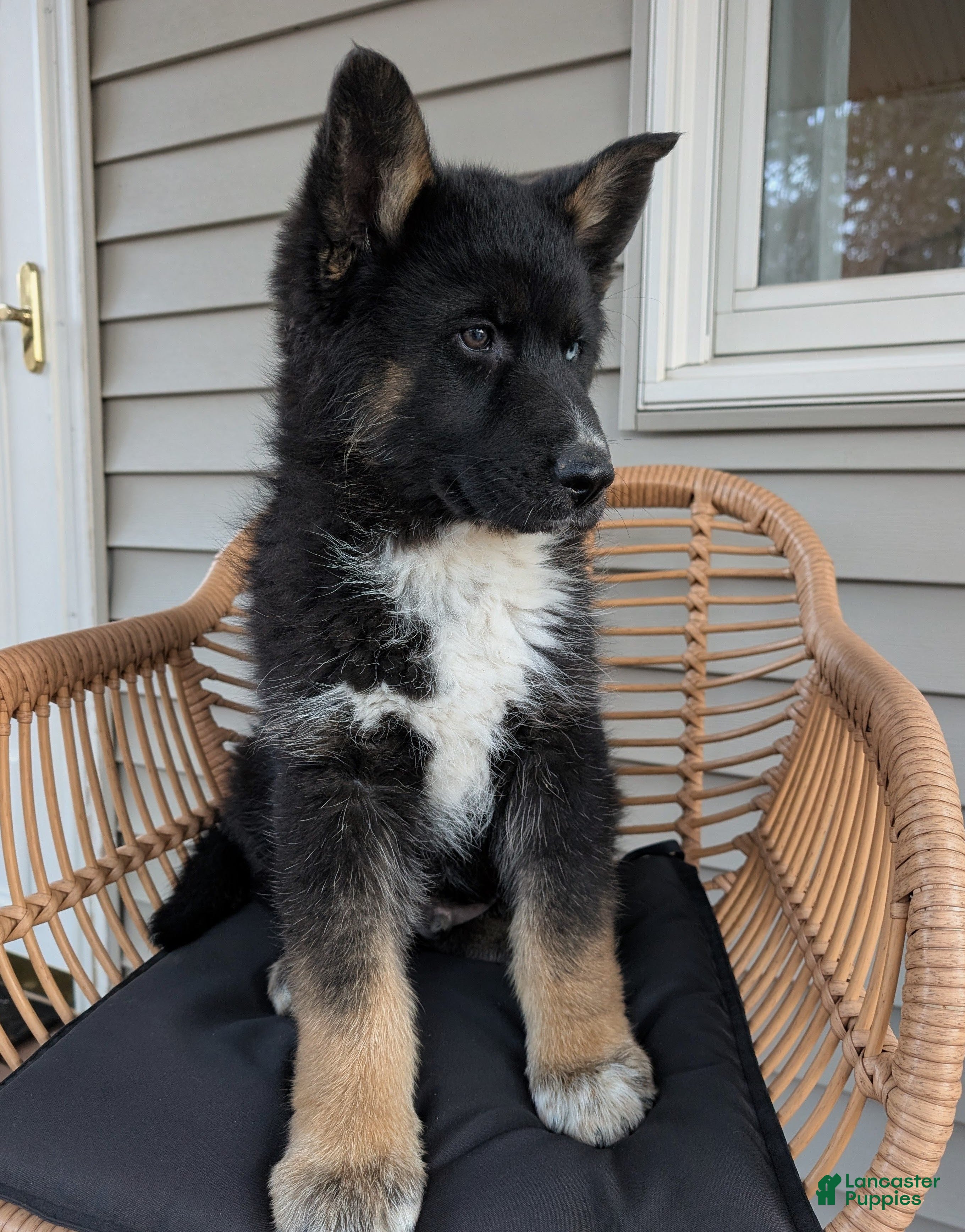 Gerberian Shepsky dogs Bentley  - Ad 1