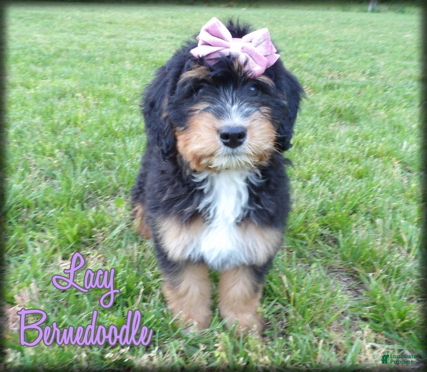 Bernedoodle dogs Lacy - Ad 1
