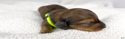 Miniature Dachshund dogs for sale: Peanuts - Ad 6