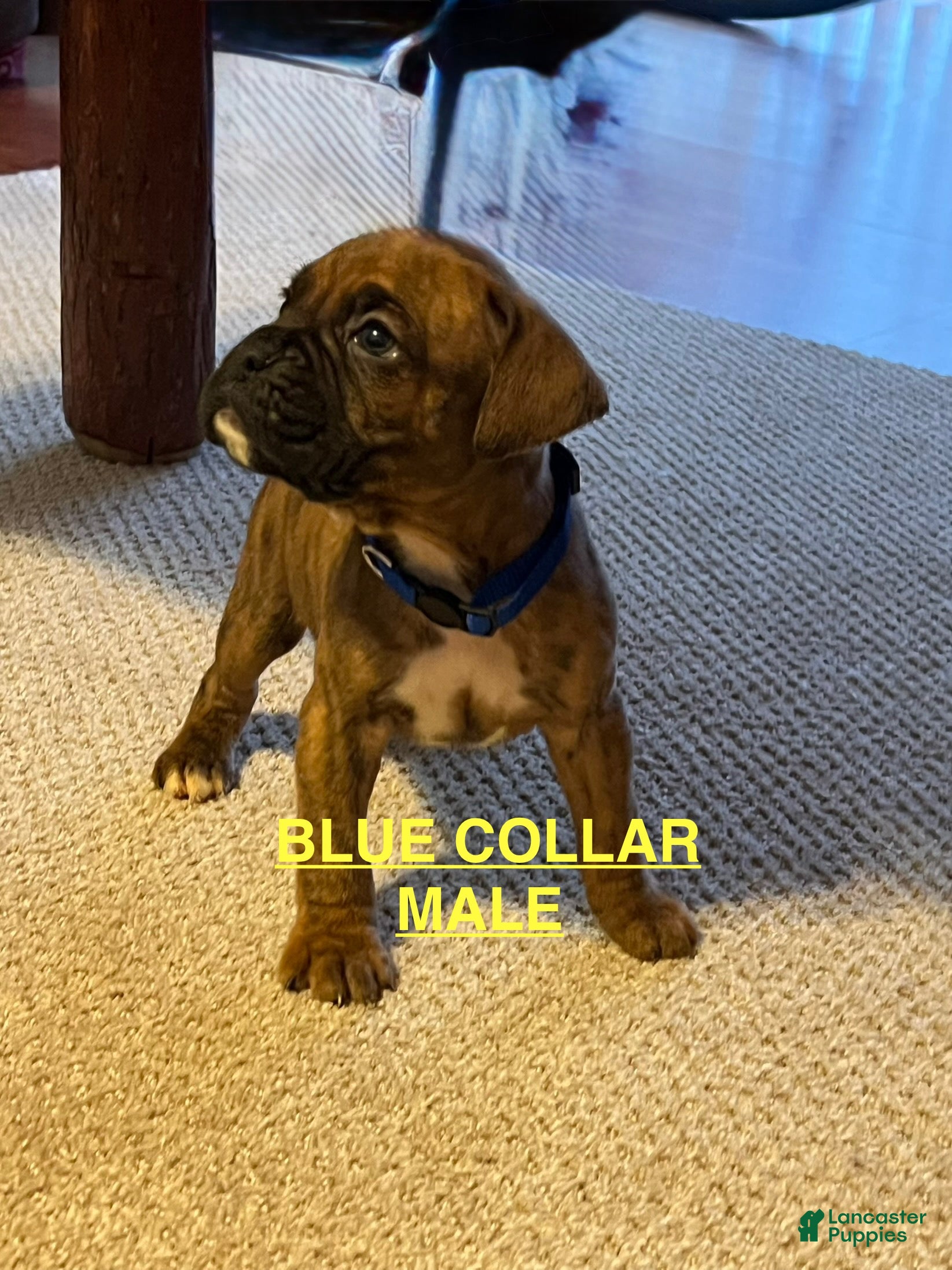 Boxer dogs Boxer Puppy 6 - Ad 11