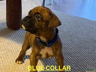 Boxer dogs Boxer Puppy 6 - Ad 40