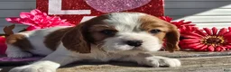 Cavalier King Charles Spaniel dogs for sale: Dolly - Ad 16