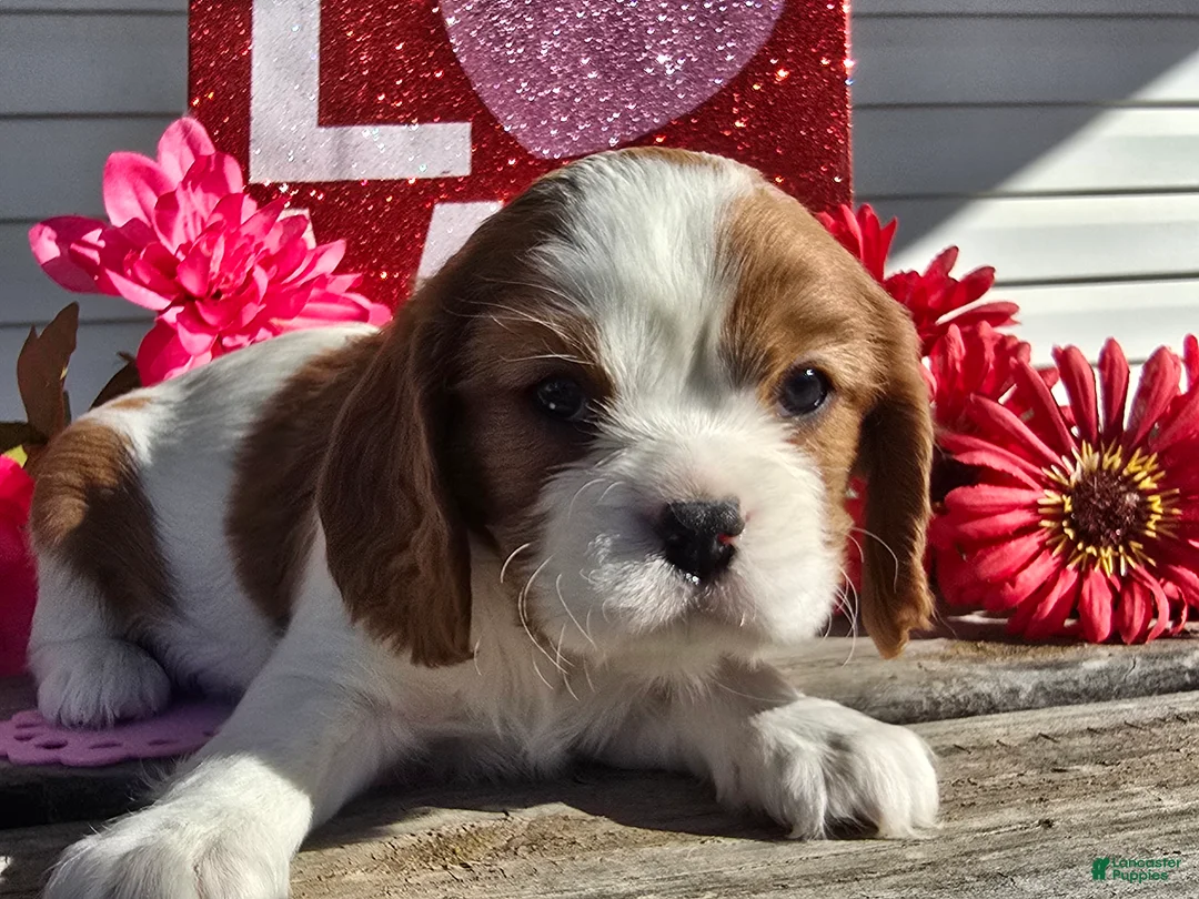 Cavalier King Charles Spaniel dogs for sale: Dolly - Ad 16