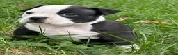 American Bully dogs for sale: Black Ticked Trindle 1  - Ad 5