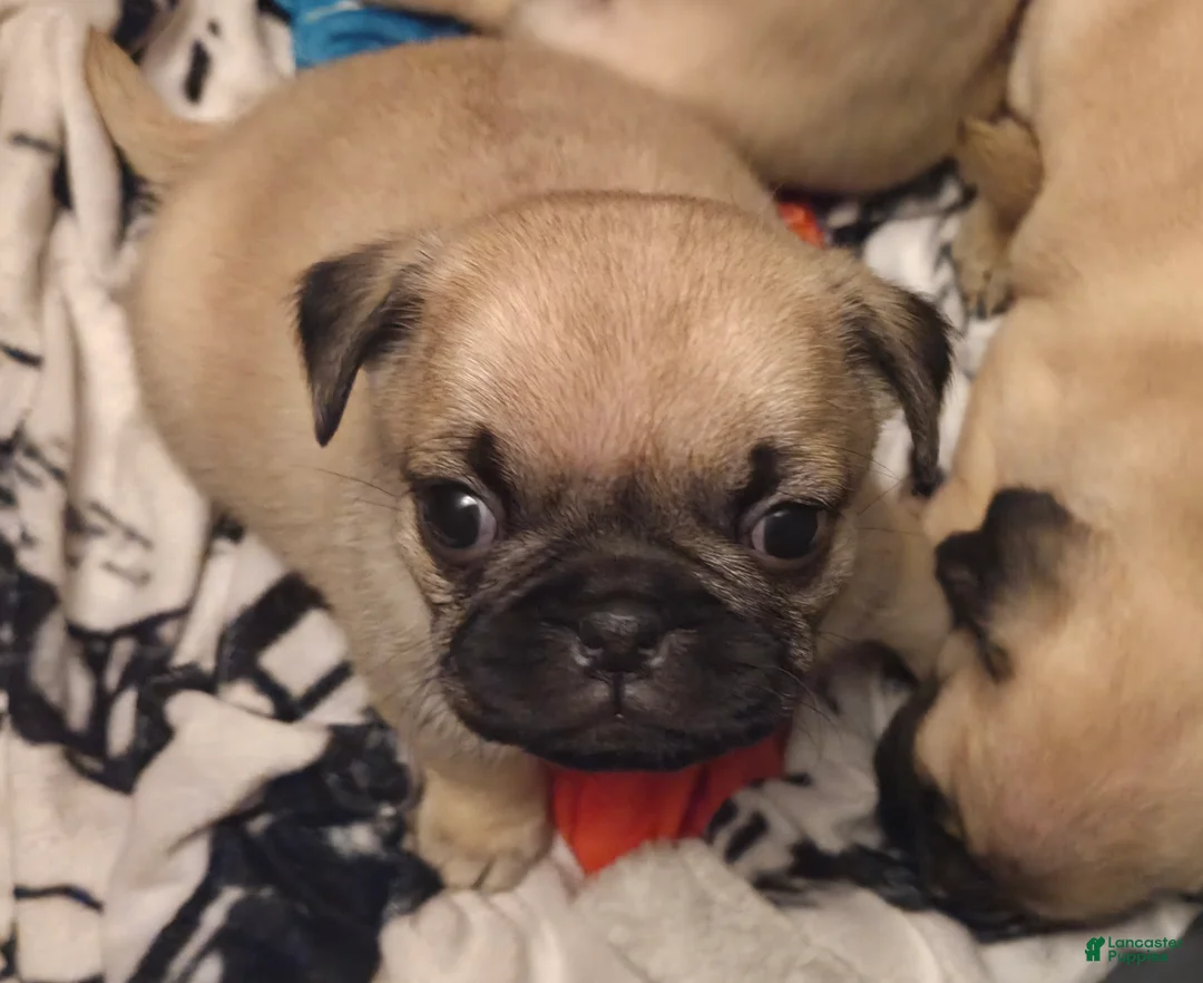 Pug dogs for sale: Orange - Ad 2