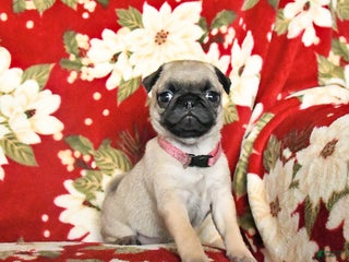 Pug dogs Rifka - Ad 7