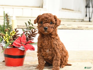 Miniature Labradoodle dogs Annabelle - Ad 1