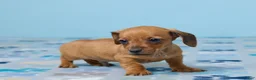 Miniature Dachshund dogs for sale: Milo - Ad 4