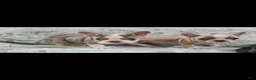 French Bulldog dogs for sale: Chanel - Ad 9