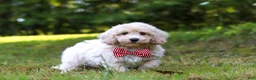 Bichpoo dogs for sale: Milo - Ad 3