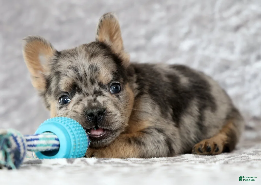 French Bulldog dogs for sale: Nimmy - Ad 6