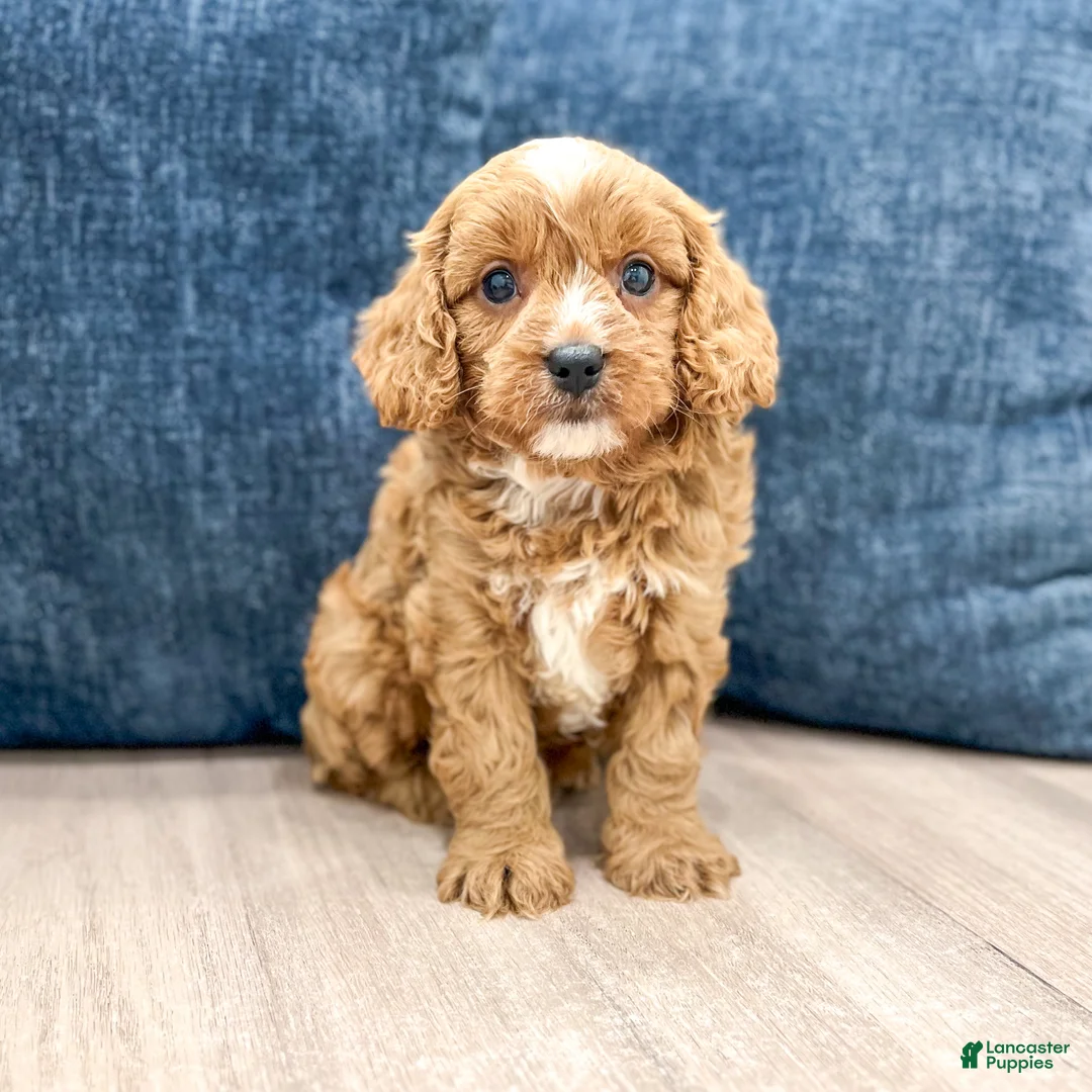 Cavapoo dogs for sale: Ashton - Ad 1