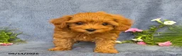 Cavapoo dogs for sale: Tessa - Ad 4