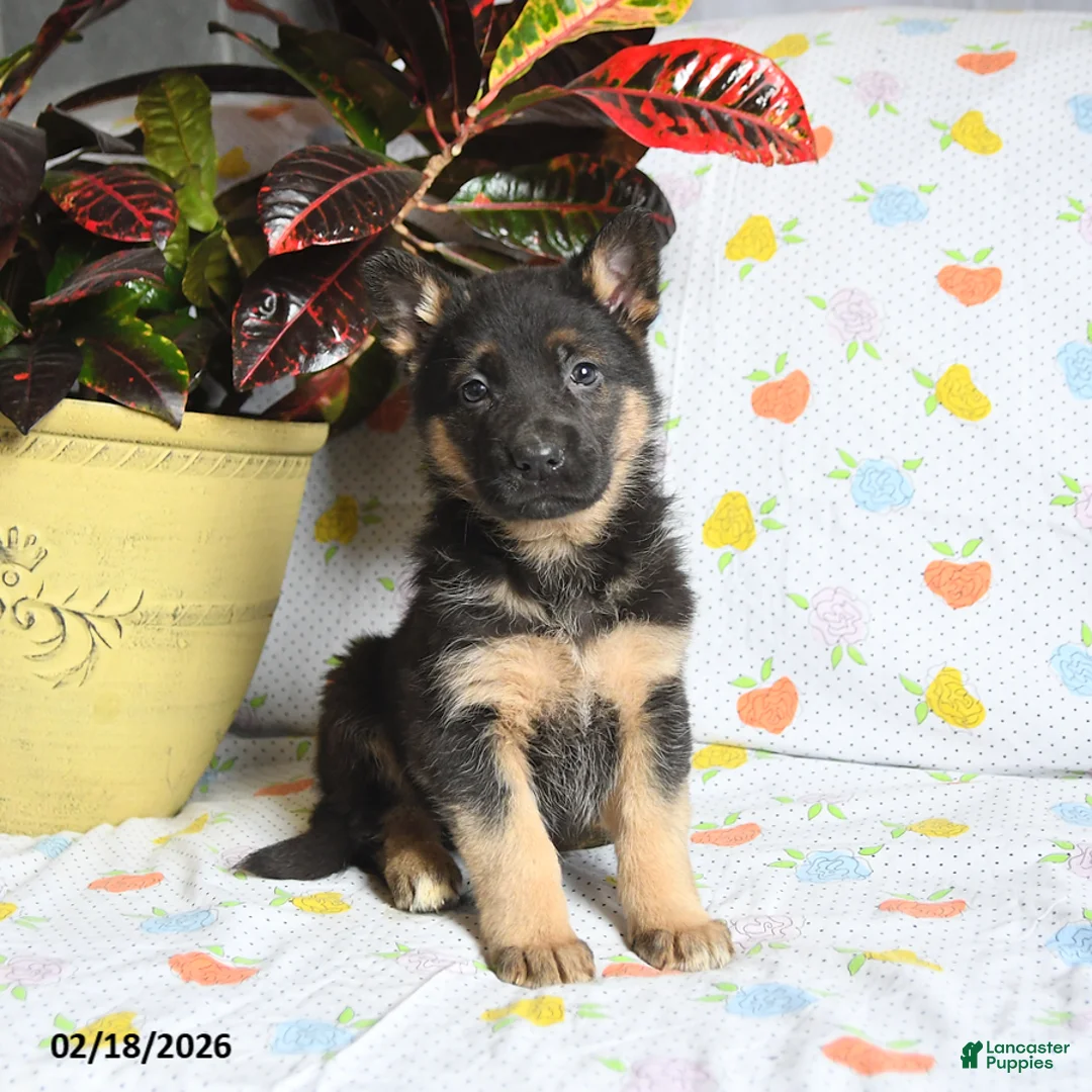 German Shepherd dogs for sale: Willow - Ad 3