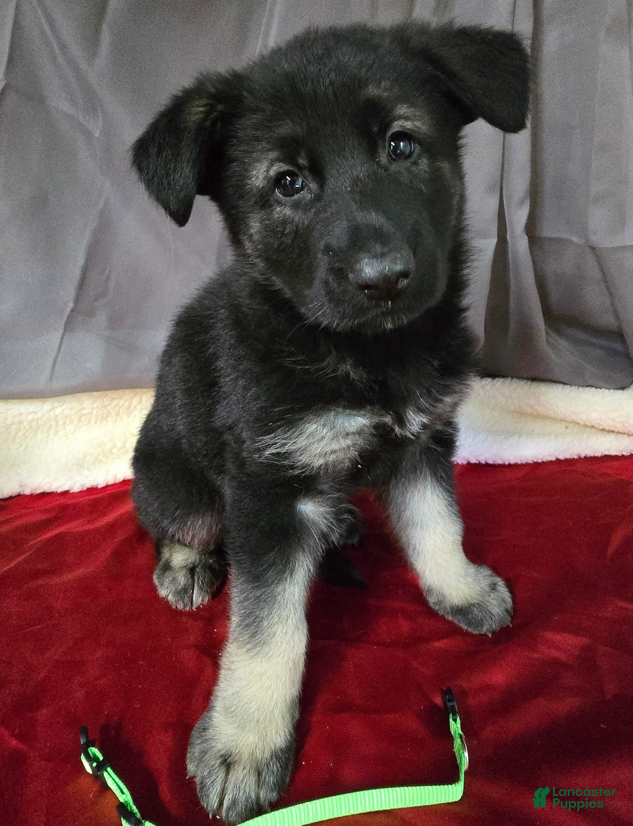 German Shepherd dogs for sale: German Shepherd Puppy Lime Collar - Ad 1