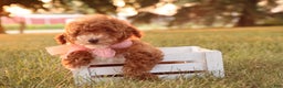 Toy Poodle dogs for sale: Skittles - Ad 12