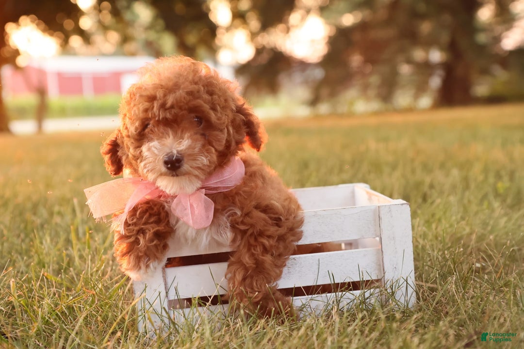 Toy Poodle dogs for sale: Skittles - Ad 12