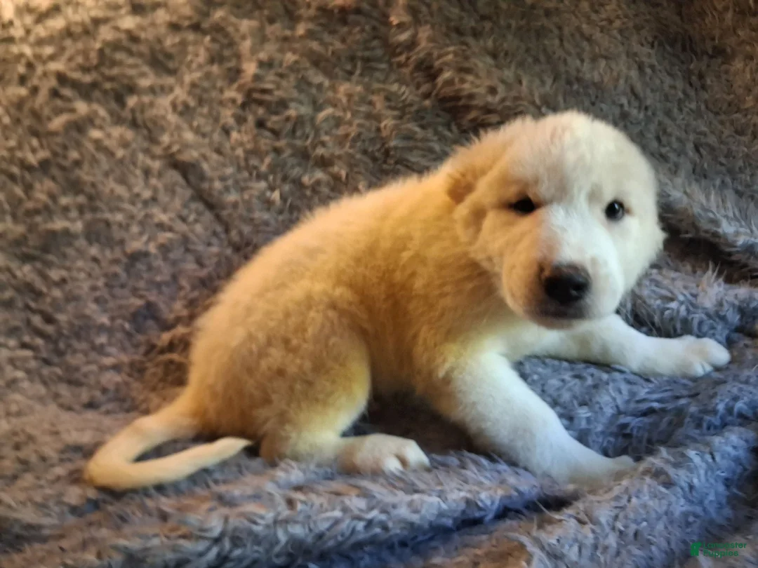 Mixed Breed dogs for sale: Otis and Puff - Ad 2