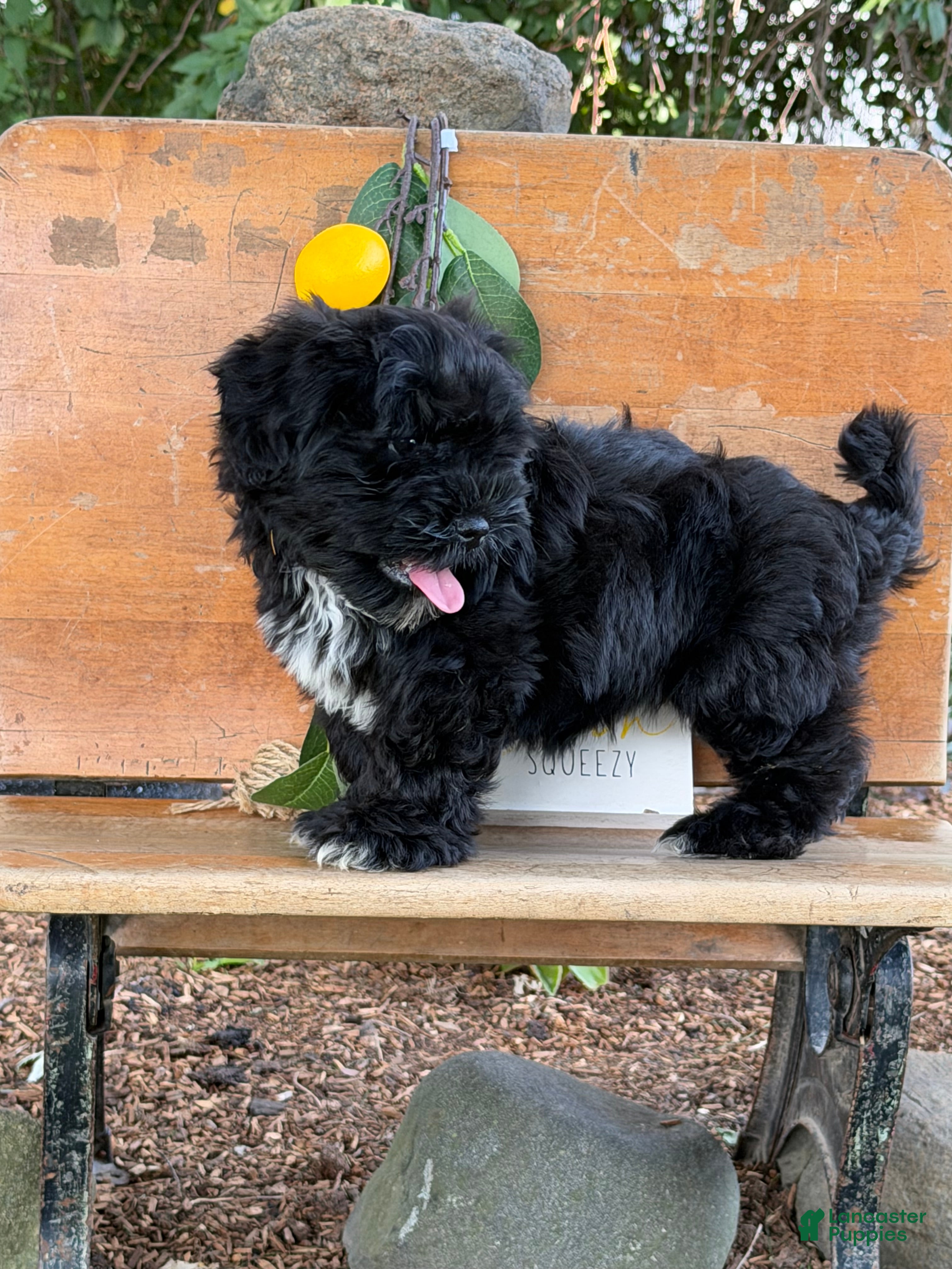 Mixed Breed dogs Joyce  - Ad 2