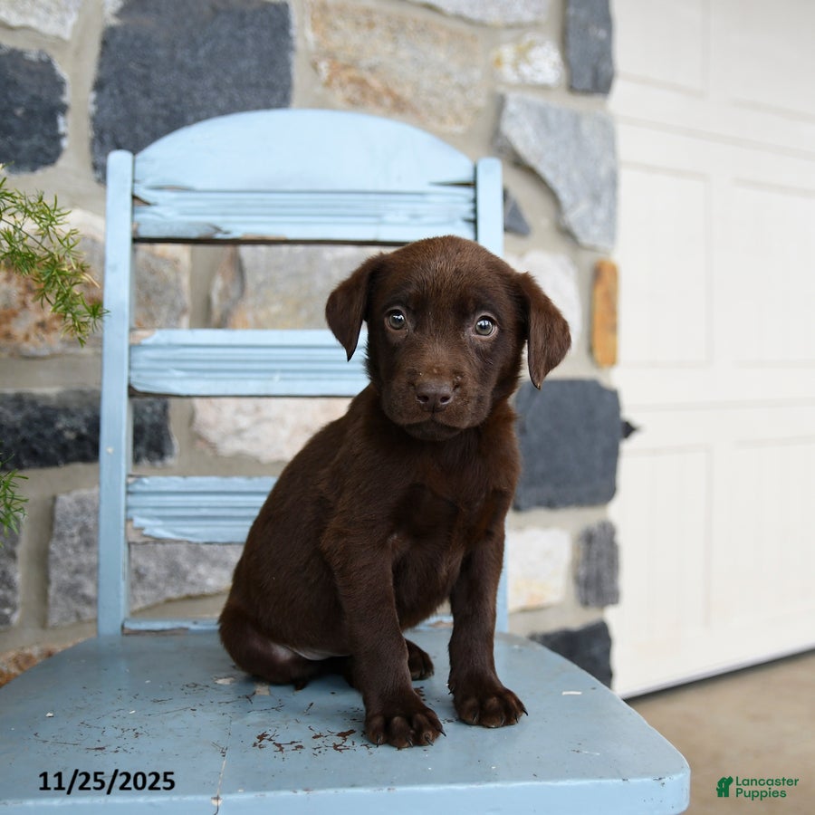 Labrador Retriever dogs Chip - Ad 13