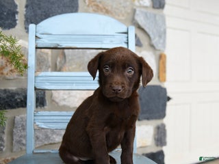 Labrador Retriever dogs Chip - Ad 41