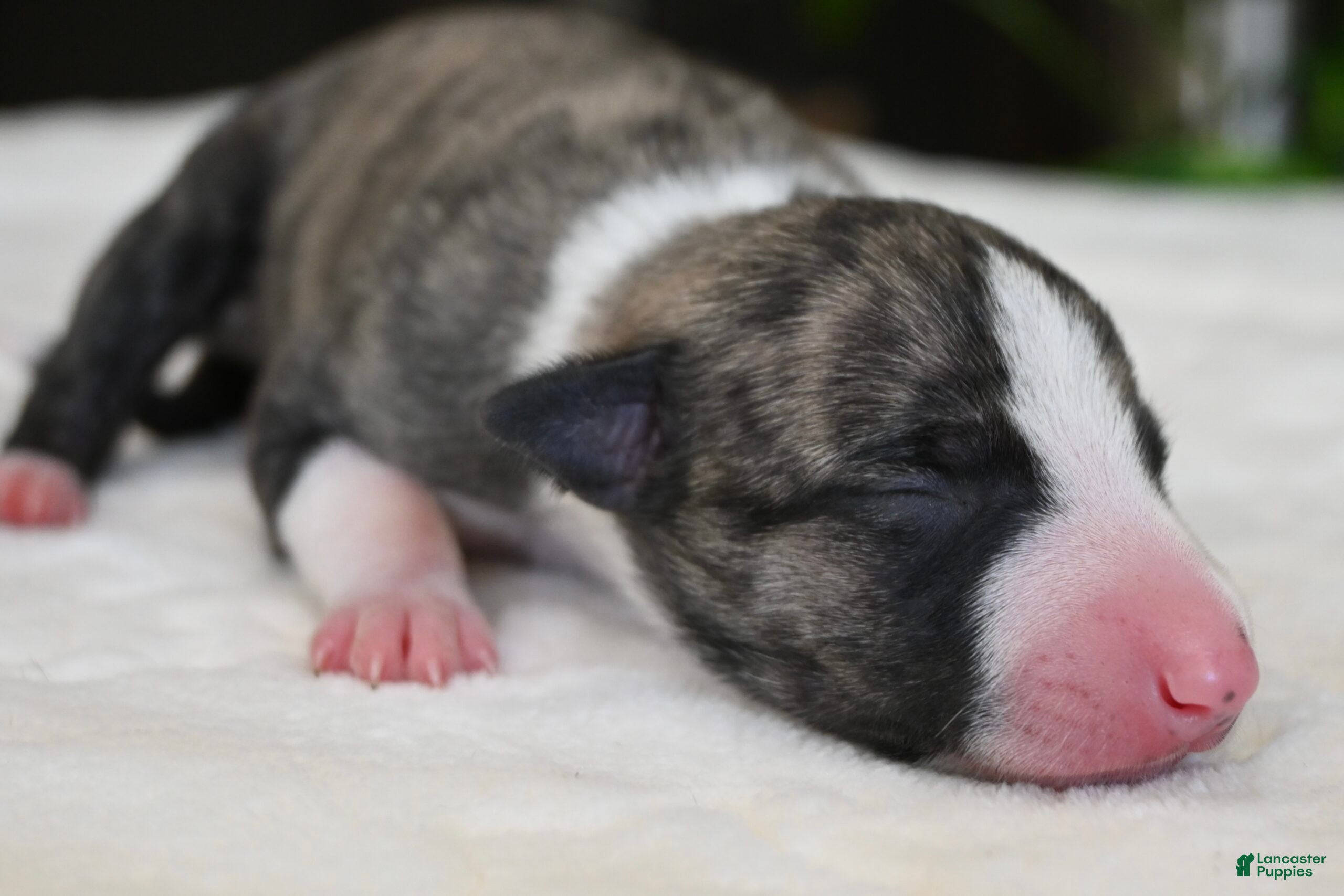 Whippet dogs Kingsley - Ad 2