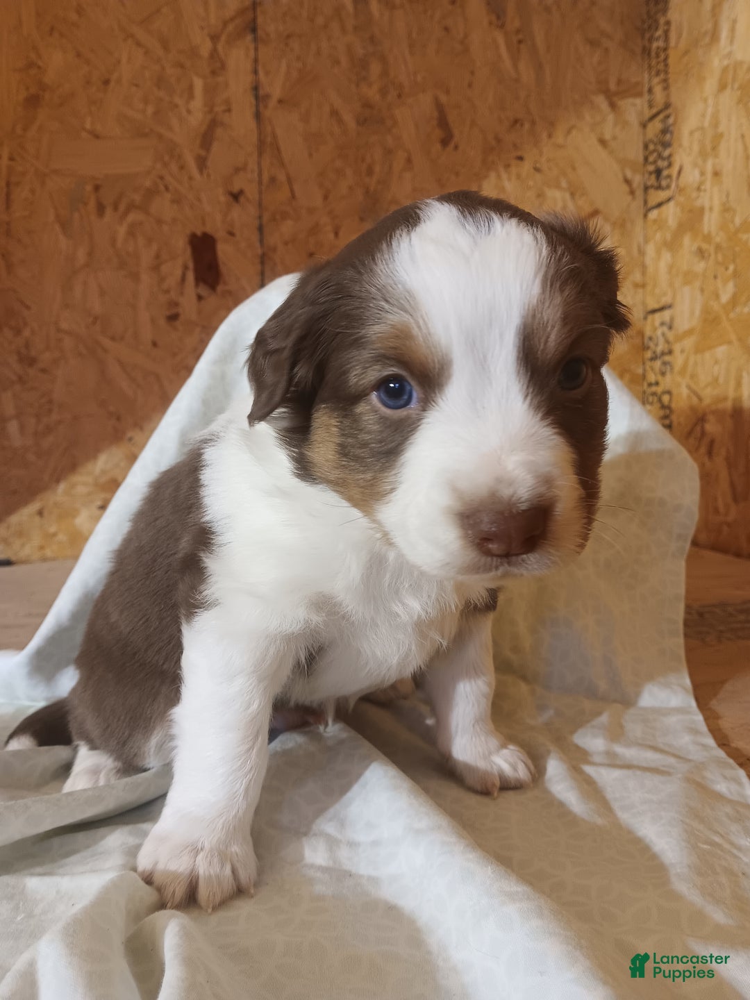 Australian Shepherd dogs for sale: Brownie - Ad 2