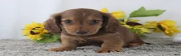Miniature Dachshund dogs for sale: Oscar - Ad 2