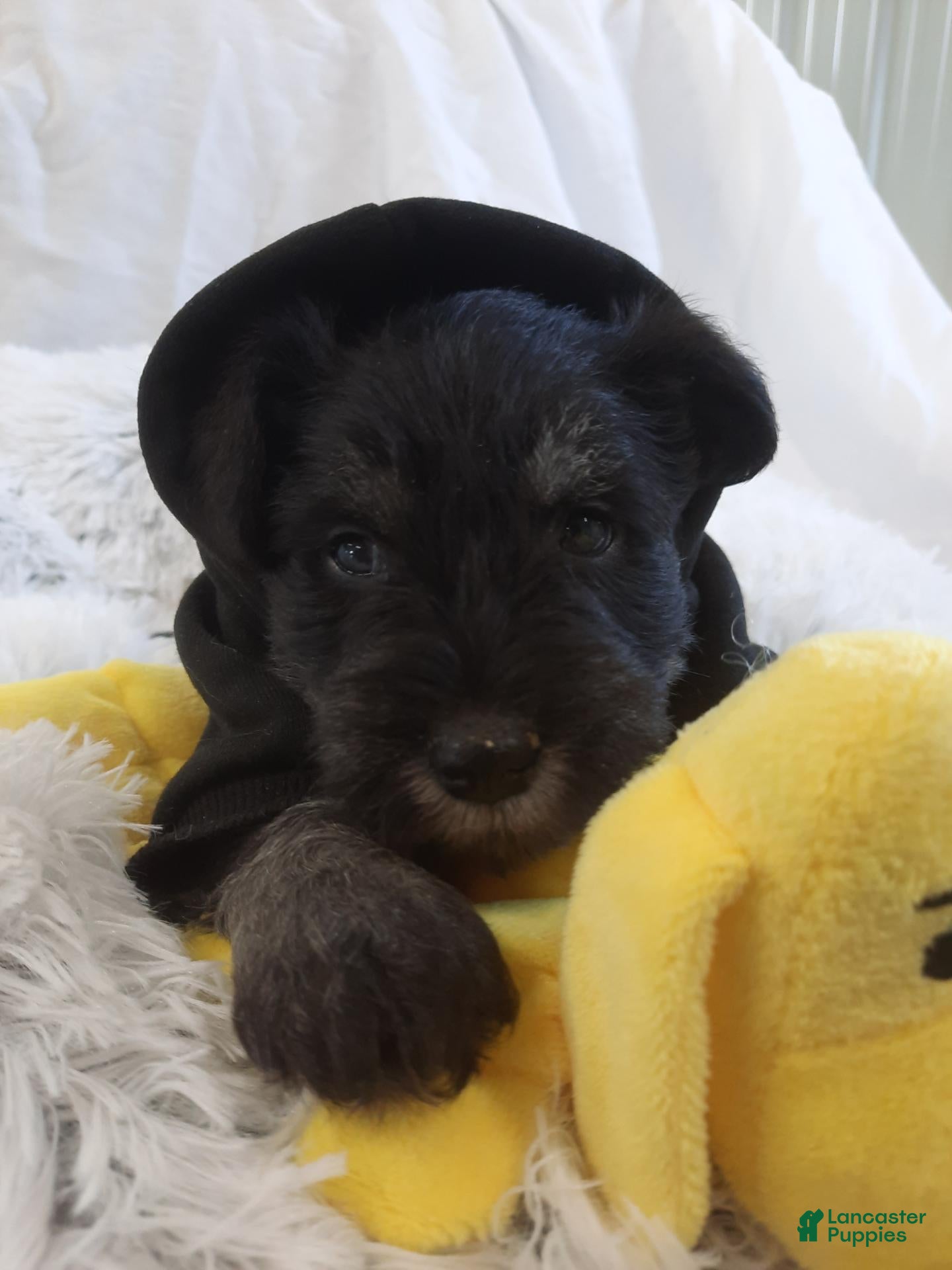 Miniature Schnauzer dogs AKC Hot Rod - Ad 1