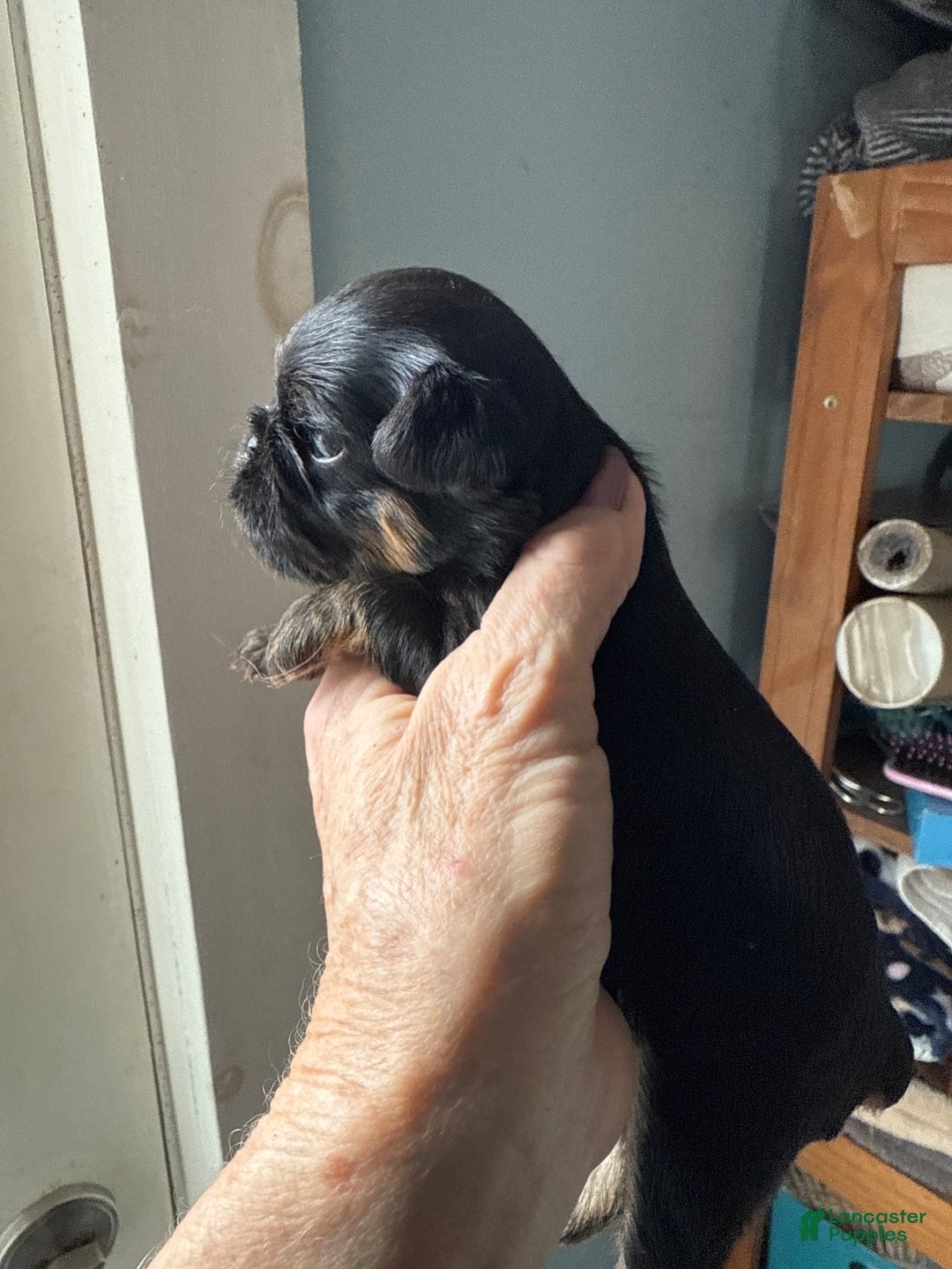 Brussels Griffon dogs for sale: Chelsea - Ad 2