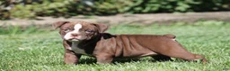 Olde English Bulldogge dogs for sale: Bluegates VERONICA - Ad 4