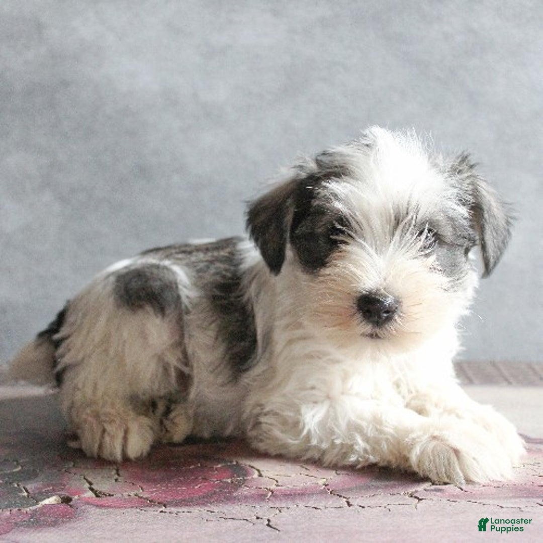 Miniature Schnauzer dogs for sale: Toby - Ad 2