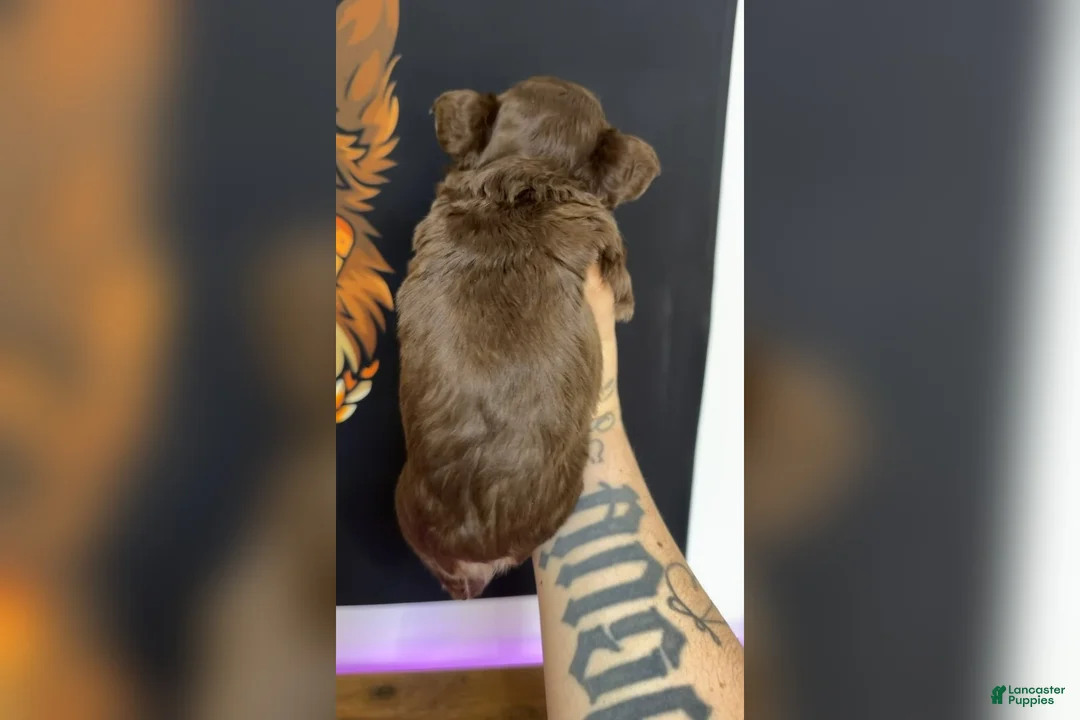 French Bulldog dogs for sale: Rojo Visual Fluffy - Ad 2