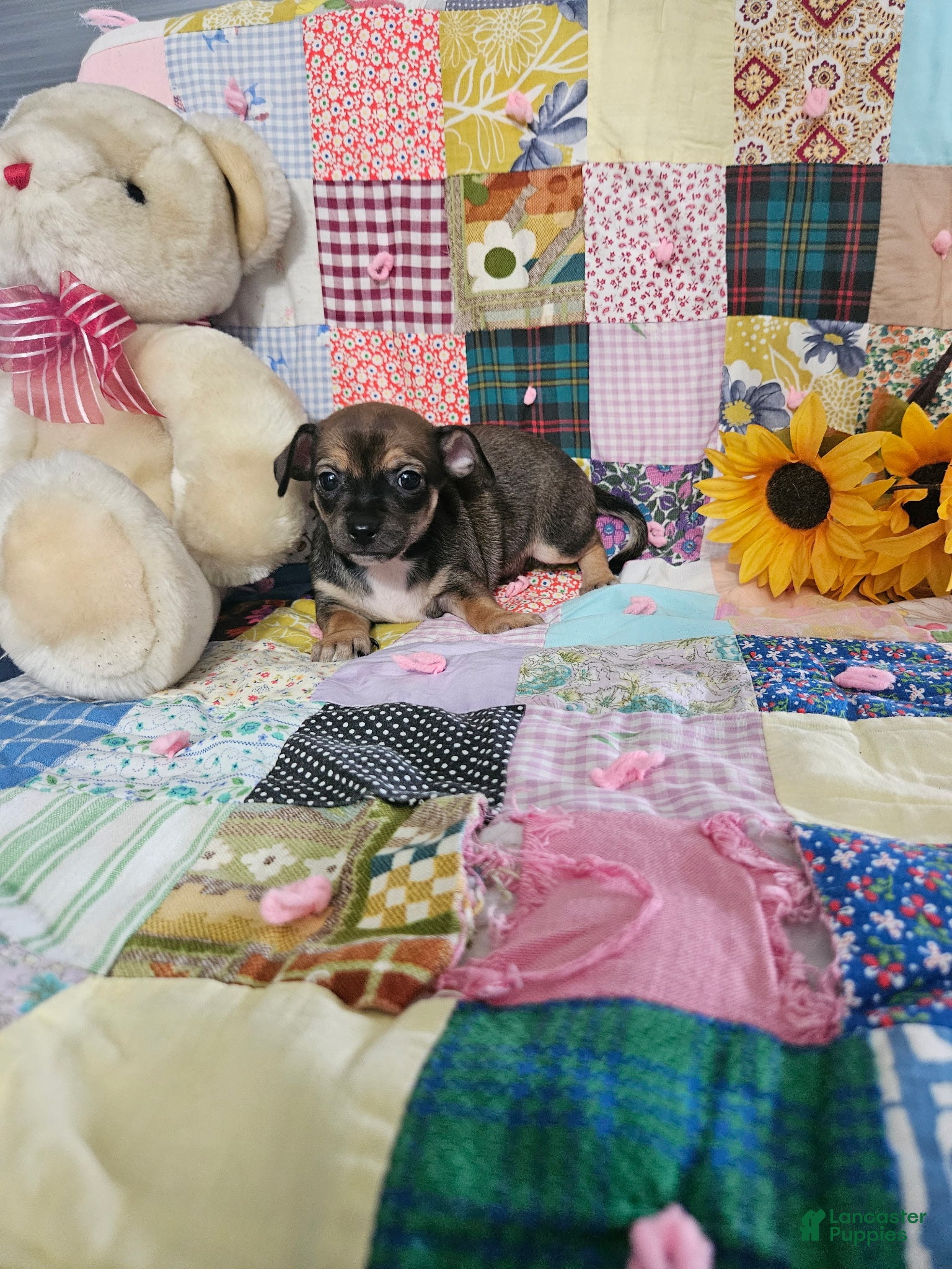 Chihuahua dogs Mini samson - Ad 2