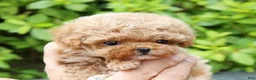 Toy Poodle dogs for sale: Toy Poodle 1 - Ad 11