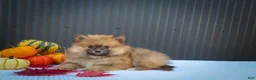 Pomeranian dogs for sale: 🐾 Meet Rolo — A Bouncy Little Ball of Fluff! 🐾 - Ad 4