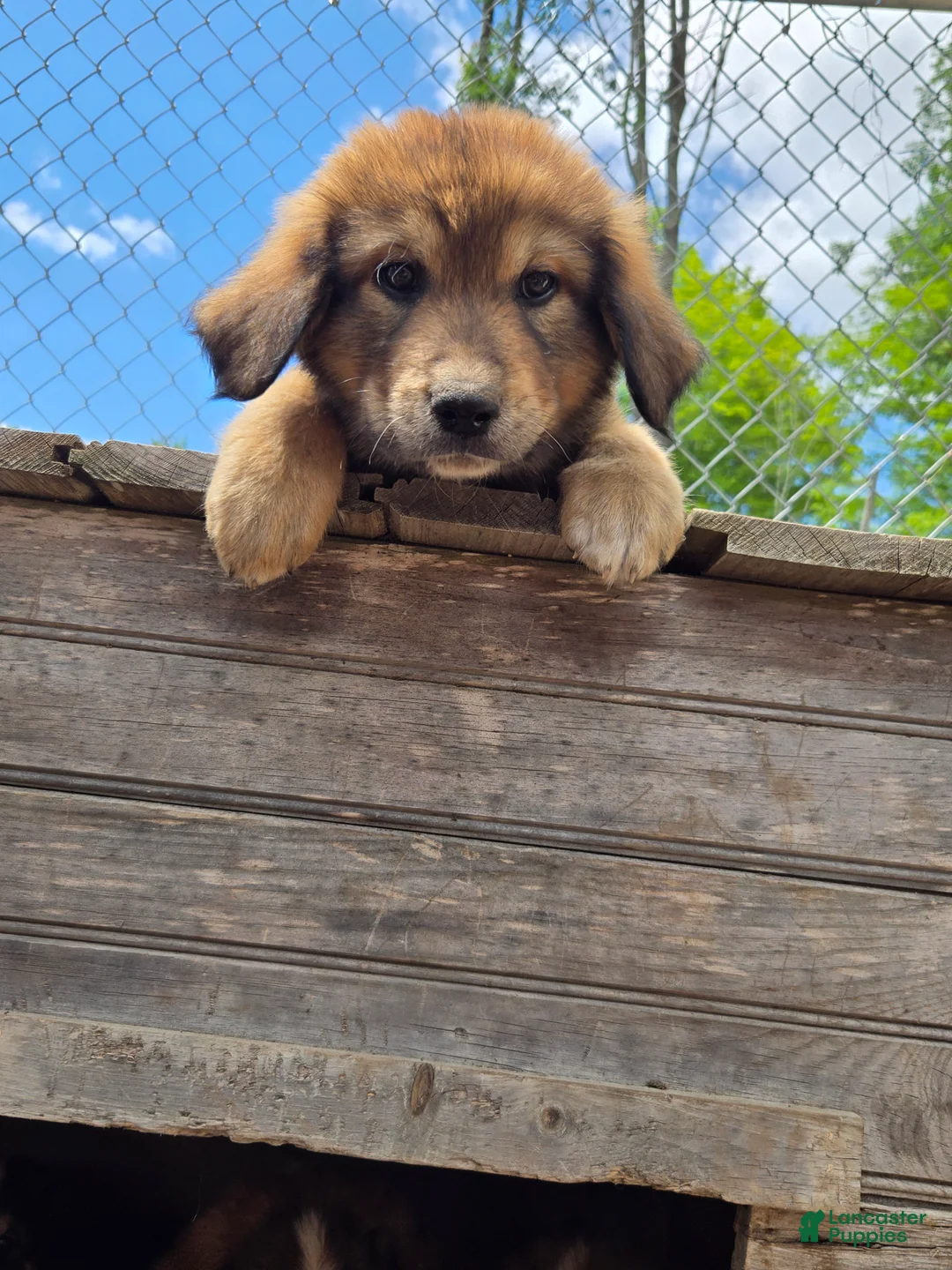Mixed Breed dogs for sale: Coffee - Ad 1