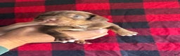 Catahoula Leopard Dog dogs for sale: Catahoula Leopard Dog Puppy 2 - Ad 4