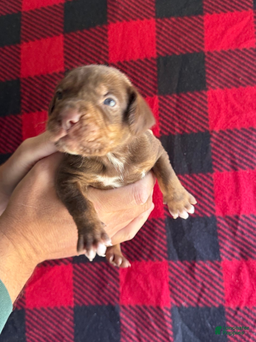 Catahoula Leopard Dog dogs for sale: Catahoula Leopard Dog Puppy 2 - Ad 4