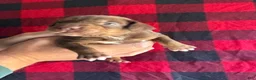 Catahoula Leopard Dog dogs for sale: Catahoula Leopard Dog Puppy 2 - Ad 9