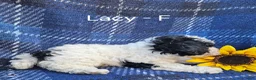 Miniature Poodle dogs for sale: Lacy - Ad 4