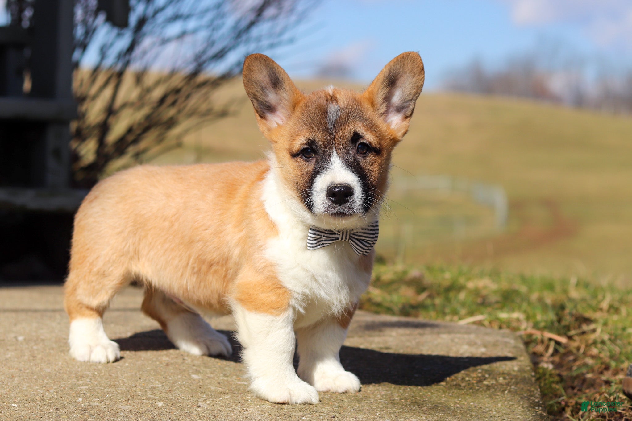 Welsh Corgi Pembroke dogs Arthur - Ad 2