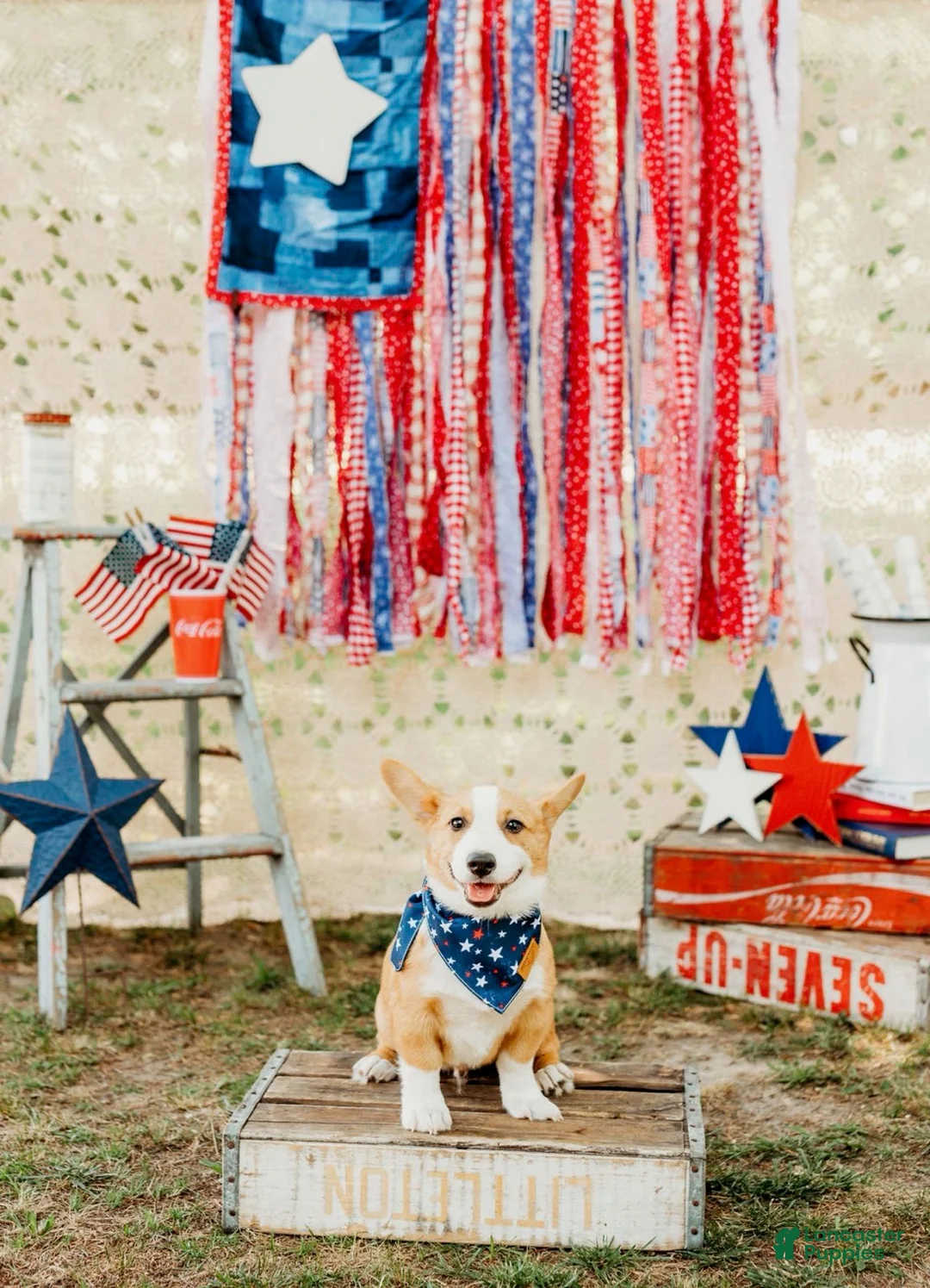 Welsh Corgi Pembroke dogs for sale: Jack - Ad 1