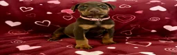 Doberman Pinscher dogs for sale: Opal-NOT AMISH  - Ad 5