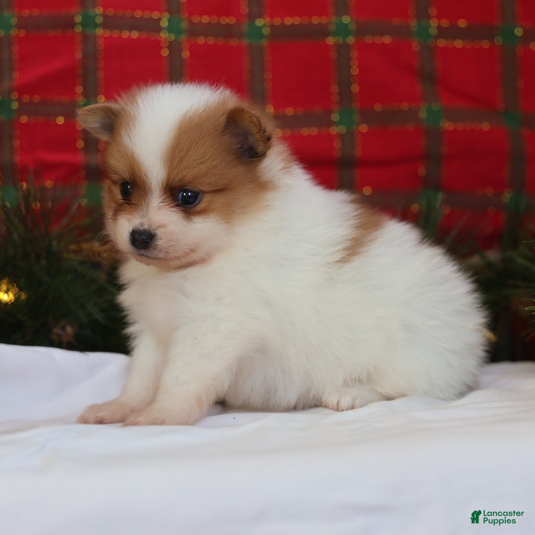 Pomeranian dogs for sale: Captain  - Ad 8