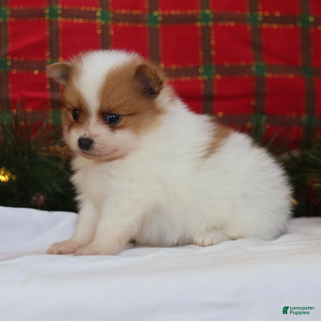 Pomeranian dogs for sale: Captain (Teacup)  - Ad 8