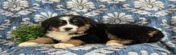 Bernese Mountain Dog dogs for sale: Donovan - Ad 5