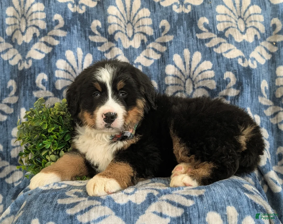 Bernese Mountain Dog dogs for sale: Donovan - Ad 5